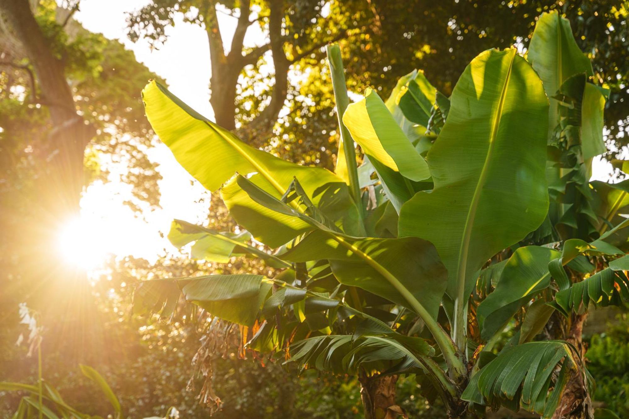 Solar Dos Cantos Botanic House & Garden Ponta Delgada Zewnętrze zdjęcie